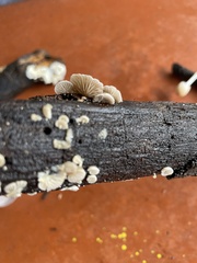 Schizophyllum