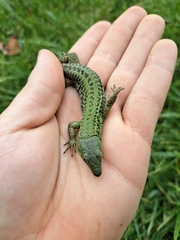 Podarcis siculus campestris