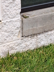 Podarcis siculus campestris