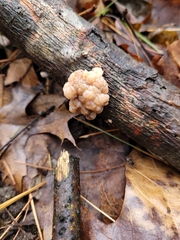 Naematelia encephala