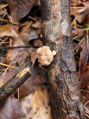 Naematelia encephala