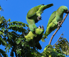 Amazona auropalliata