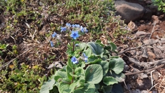 Adelocaryum malabaricum