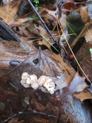 Naematelia encephala