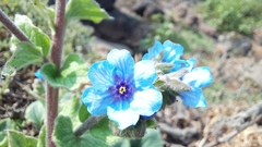 Adelocaryum malabaricum