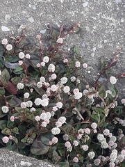 Persicaria capitata