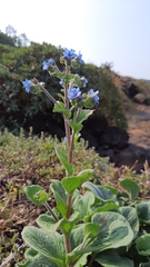 Adelocaryum malabaricum