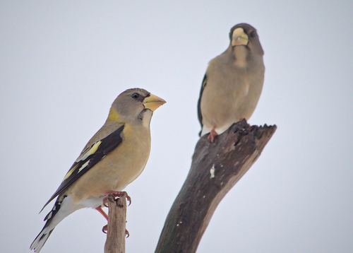 Evening Grosbeak, photo 4 of 8