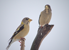 Evening Grosbeak photo 5
