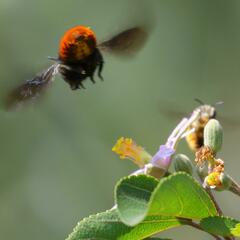 Megachilini