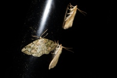 Udea ferrugalis