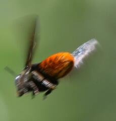 Megachilini