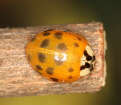 Harmonia axyridis