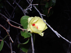 Gossypium davidsonii