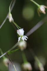 Arthropodium candidum