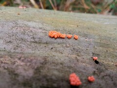 Hemitrichia decipiens