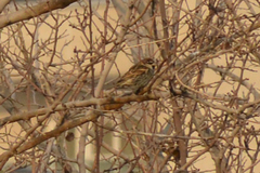 Passer hispaniolensis transcaspicus