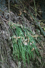 Arthropodium candidum