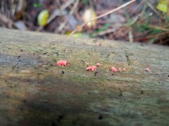 Hemitrichia decipiens