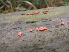 Hemitrichia decipiens