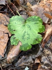 Hydrophyllum appendiculatum