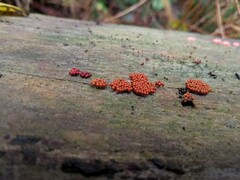 Hemitrichia decipiens