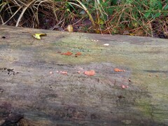 Hemitrichia decipiens