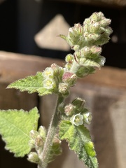 Kearnemalvastrum lacteum