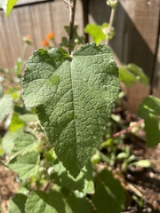 Kearnemalvastrum lacteum