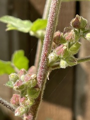 Kearnemalvastrum lacteum