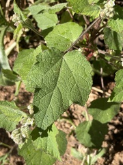 Kearnemalvastrum lacteum