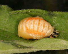 Harmonia axyridis