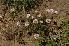 Armeria curvifolia