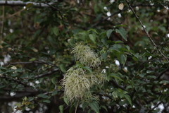 Clematis dioica