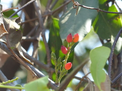 Dendrophthoe falcata