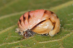 Harmonia axyridis