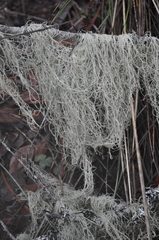 Alectoria sarmentosa