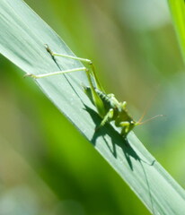 Tettigonia