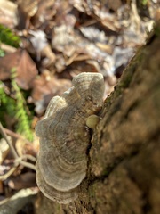Trametes versicolor