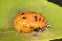 Harmonia axyridis