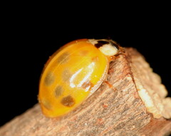 Harmonia axyridis