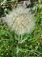 Tragopogon