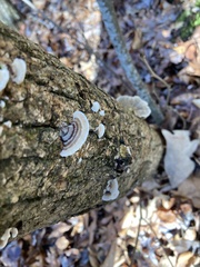 Trametes versicolor