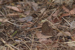 Pindis squamistriga