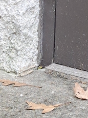 Podarcis siculus campestris