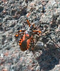 Rhynocoris iracundus