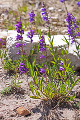 Penstemon strictus