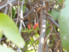 Dendrophthoe falcata
