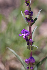 Penstemon strictus