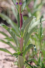 Penstemon strictus